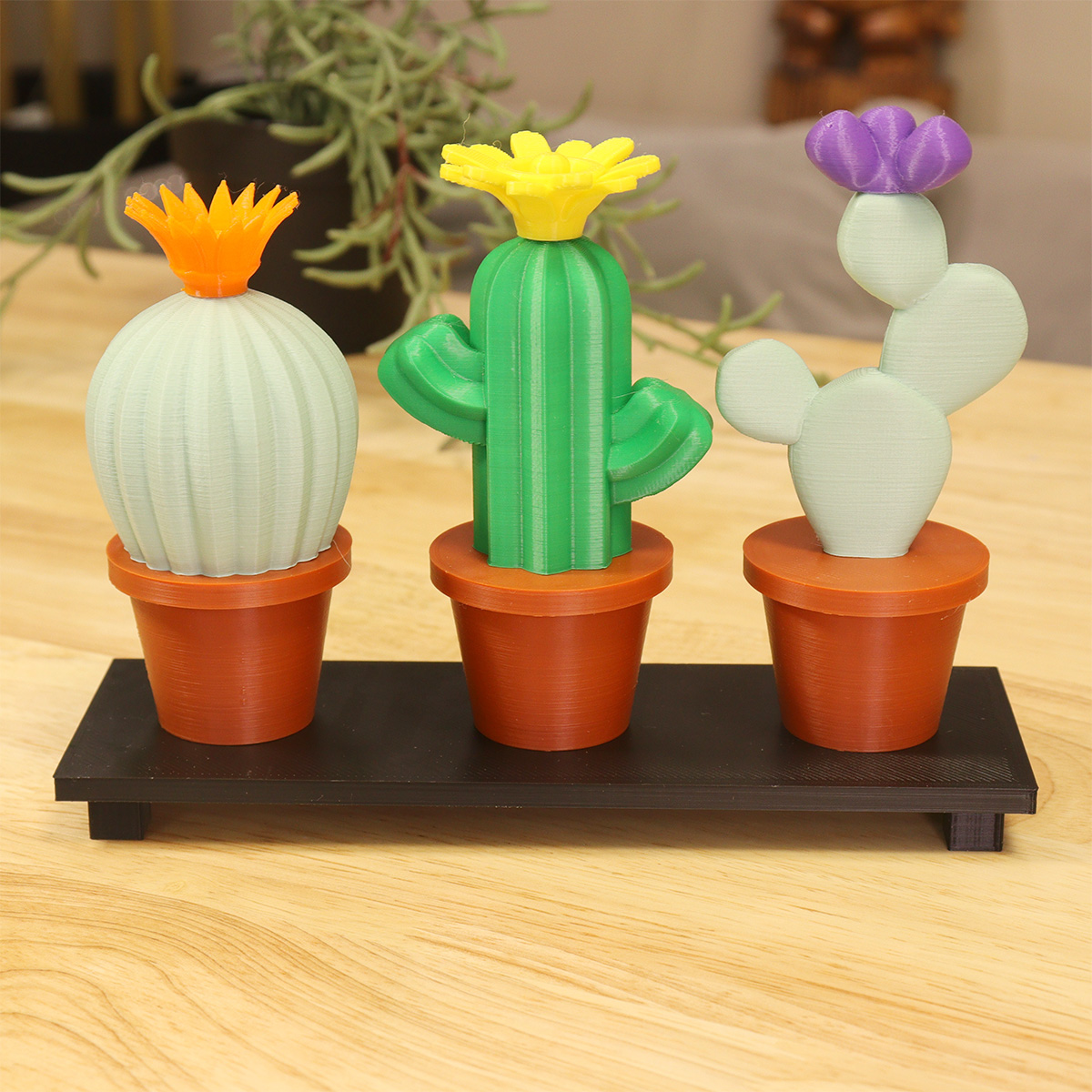 Cacti