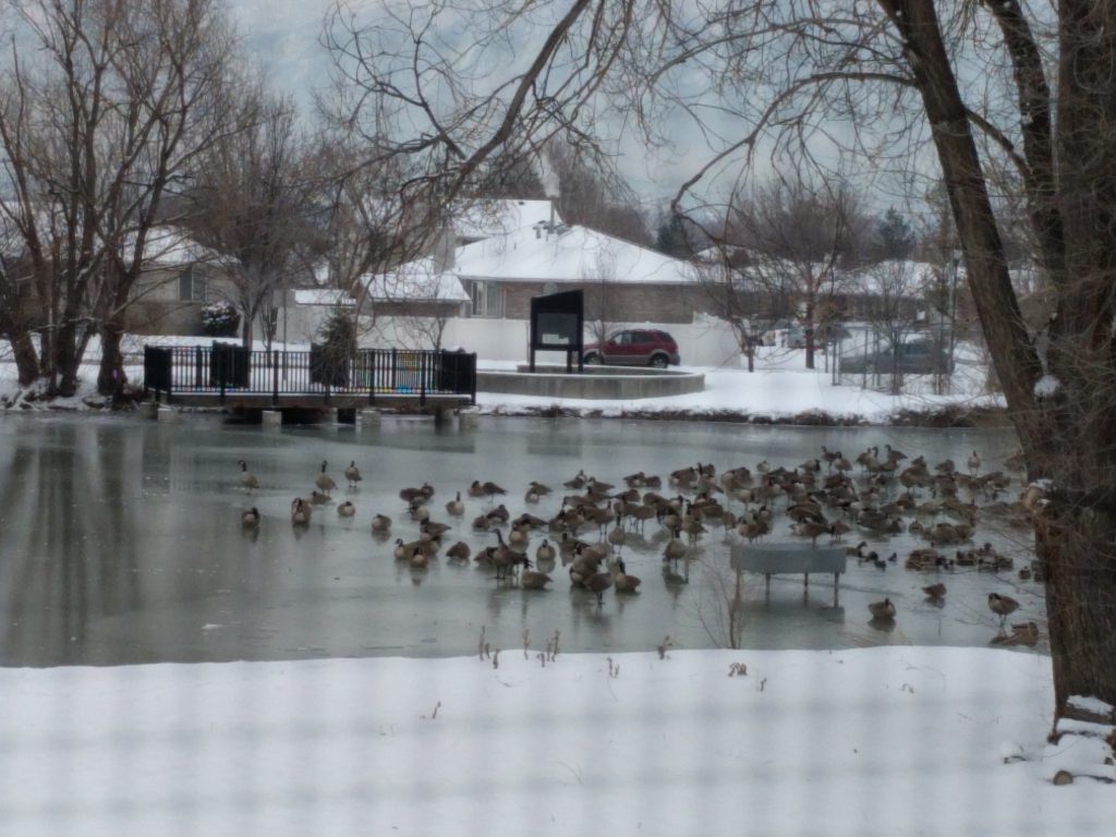 The whole pond is frozen and they are all just sitting on the ice!